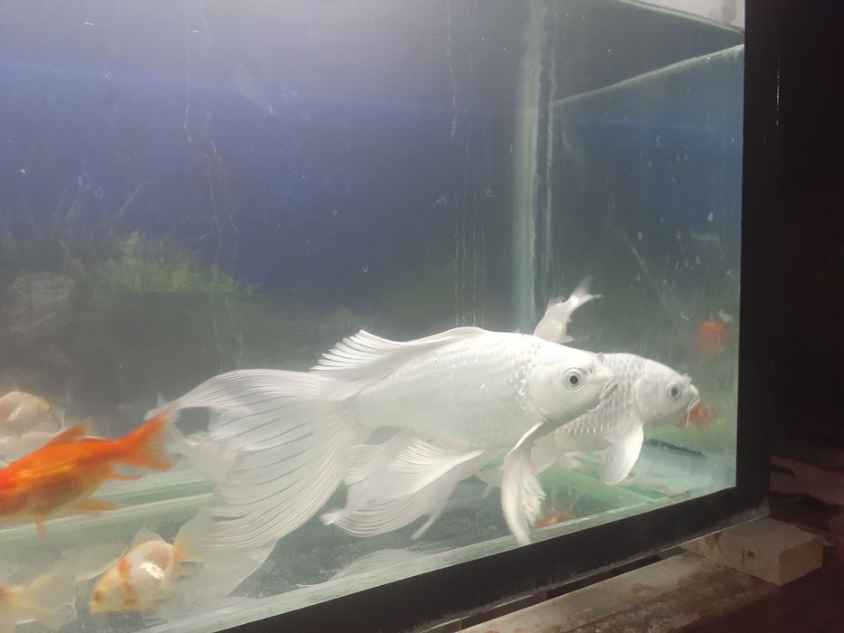 Baliq Koya platinum kichik katta bor