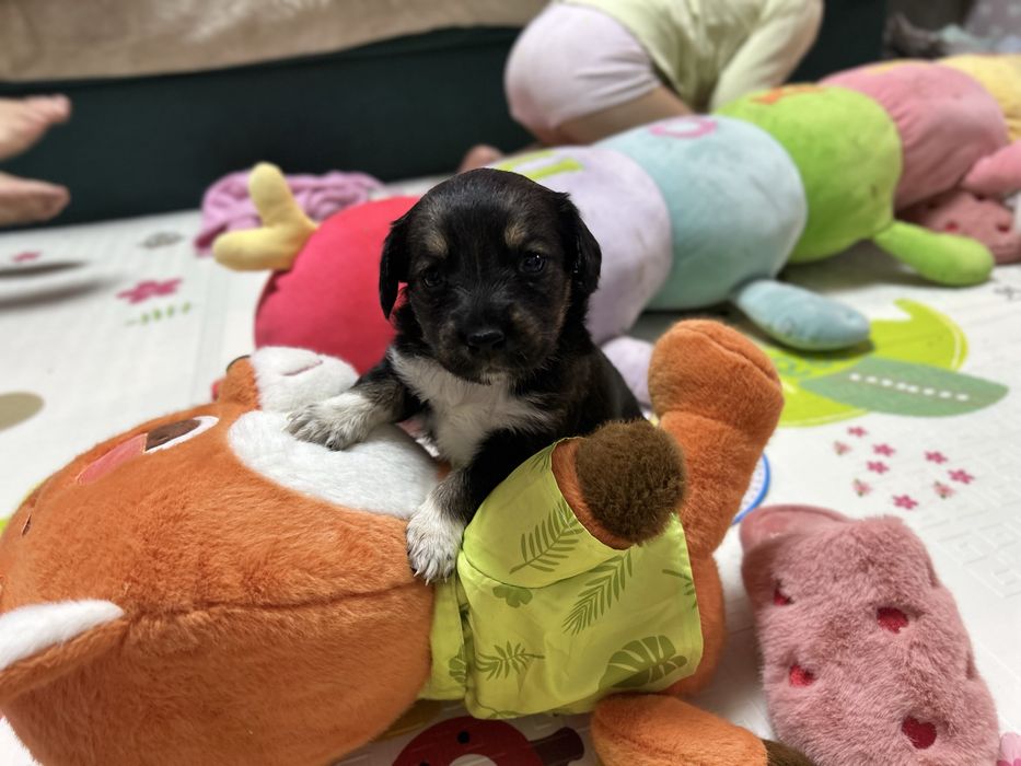 Щенки в добрые руки!