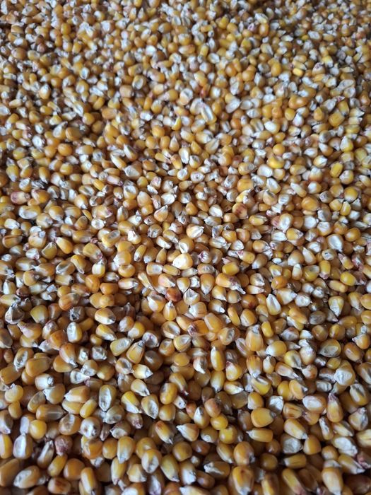 Vând porumb bob sticlos