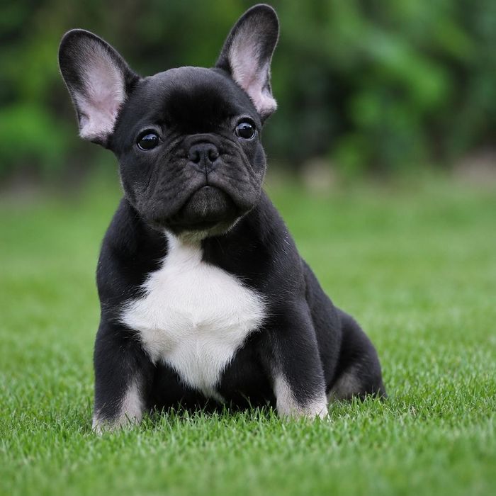Bulldog francez mascul