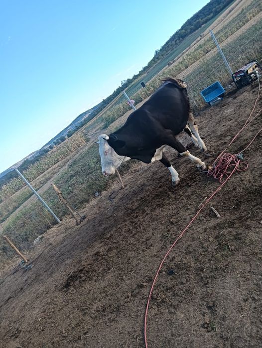 Vaca baltata romaneaca
