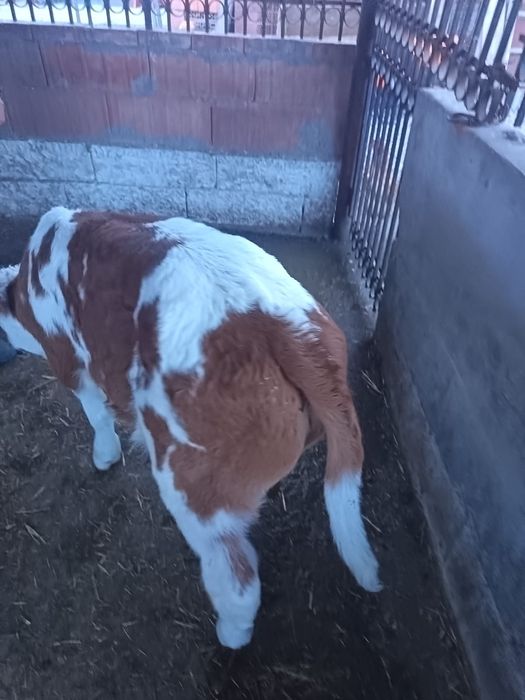 Vitel  rasa bălțat