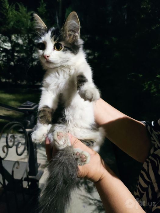 Кошечка ищет семью