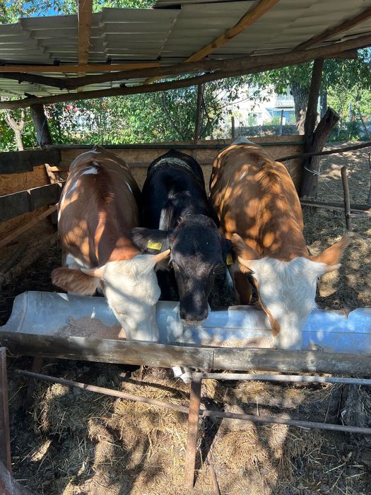 Vând două vitele bălțate și una angus
