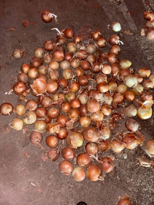 Лук репчатый очень хорошего качества.