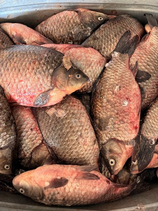 Судак оптом 2000тг