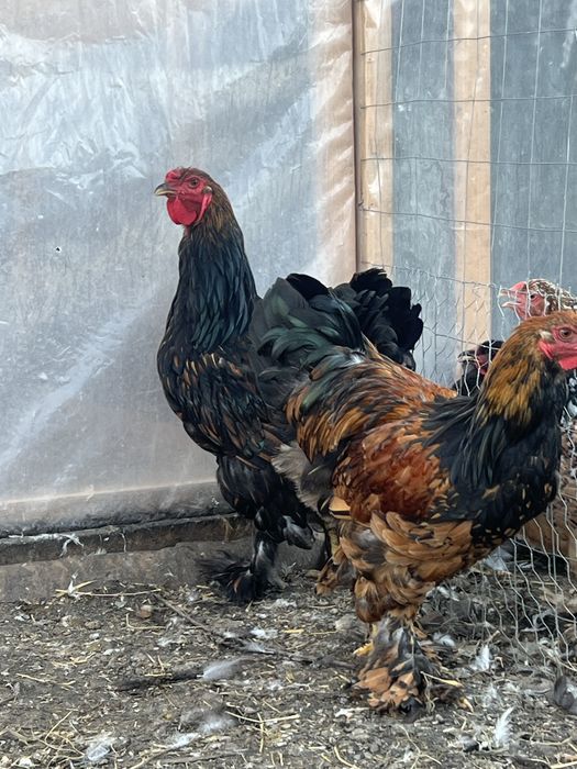 Cocosi brahma gold