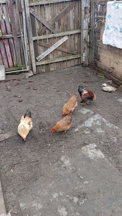 Vând pitici de găină