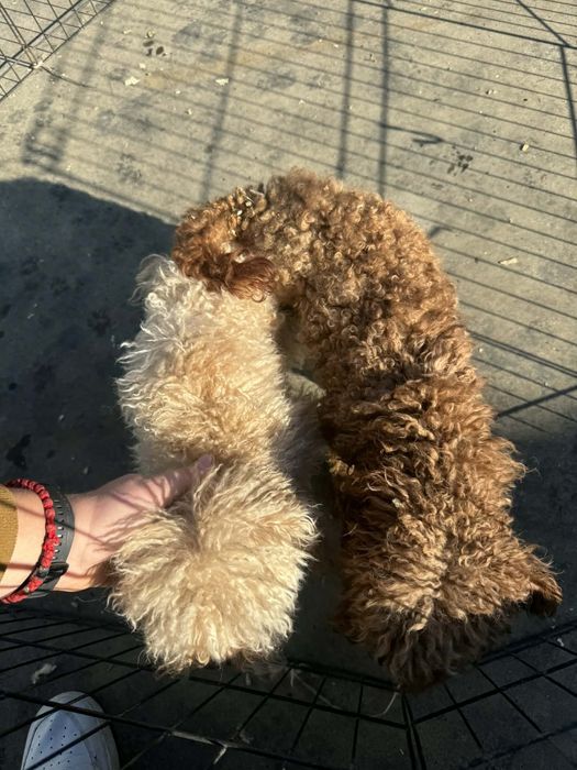 Мъжко той пуделче