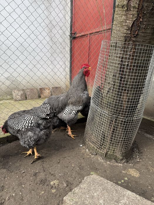 Cocoș Plymouth Rock Barat