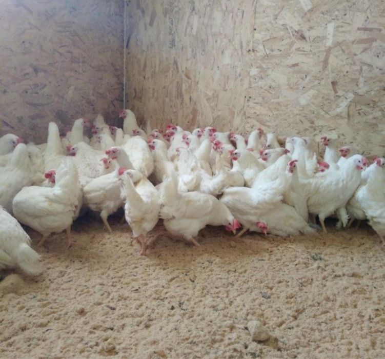 Куры несушки смешные цены