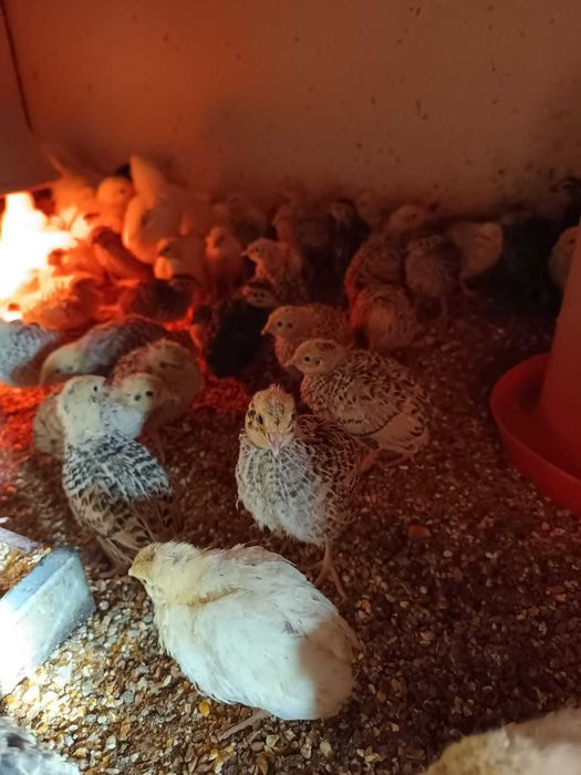 Prepelițe de 2 săptămâni