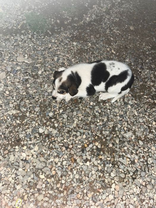 Красивые щенки, отдам даром.