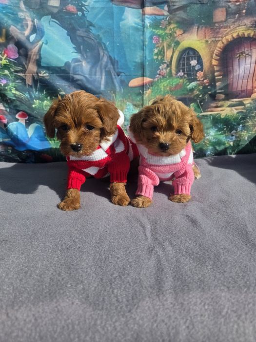 Малтипу момче и момиче