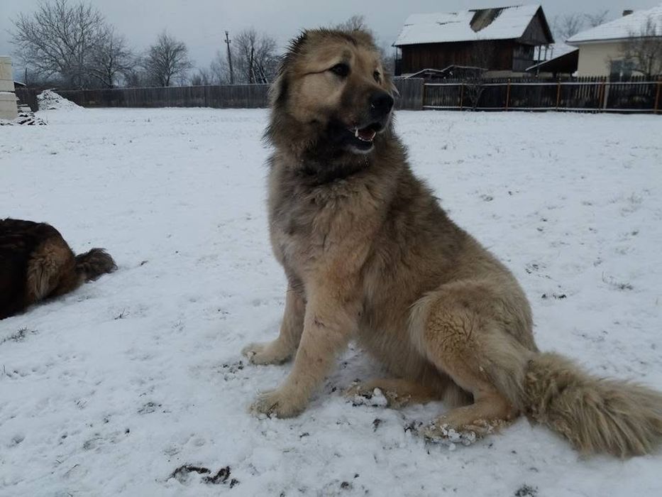 Donez femele Ciobănesc Caucazian și cățeluși de talie mică