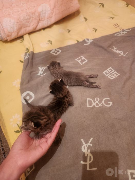 Отдам 3 котята в добрые руки
