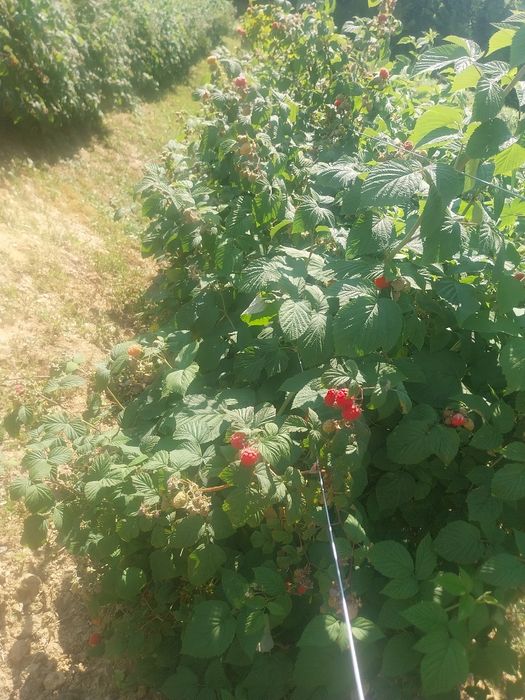 Zmeură de vânzare