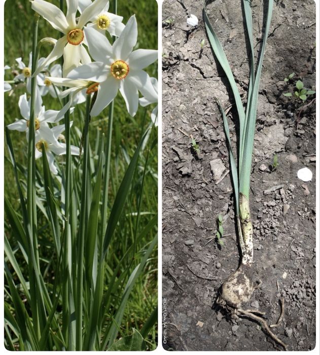 Нарциссы многолетние.