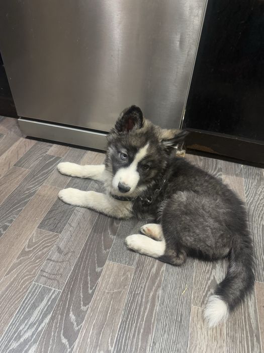 Щенок хаски отдам