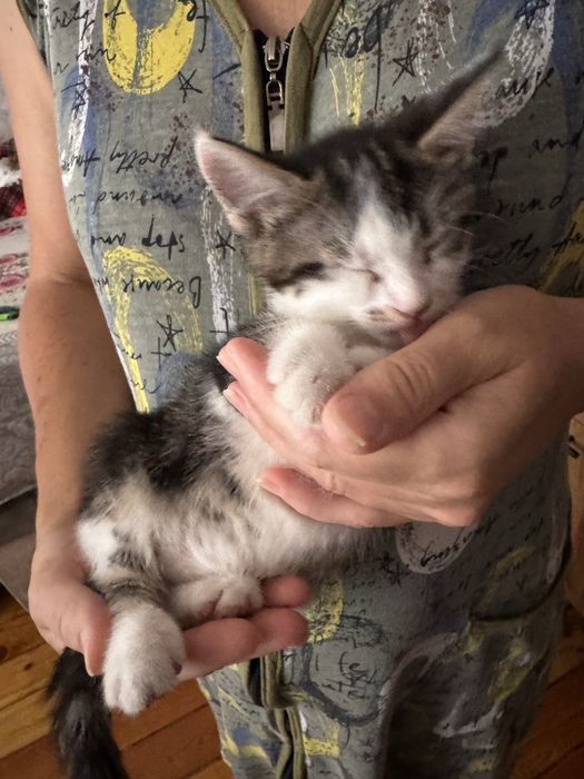 Отдам котят в хоршшие руки