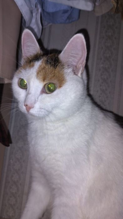 Айдарбек бекарыс