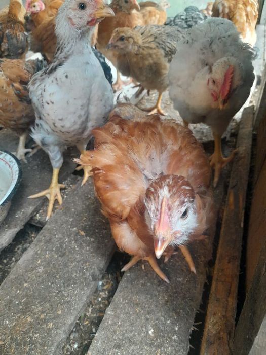 Продам цыплят  2 месячных