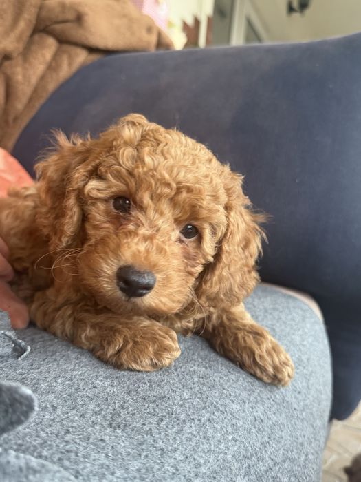 Poodle miniature baietel de vanzare