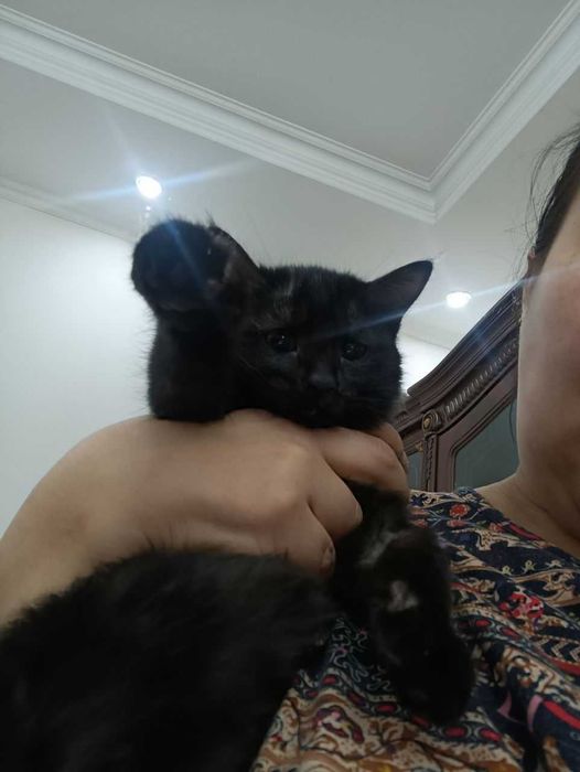 Черныш, девочка, стерилизованная