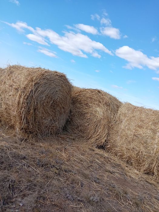 Продам суданка 1 руллон 8000 тенге