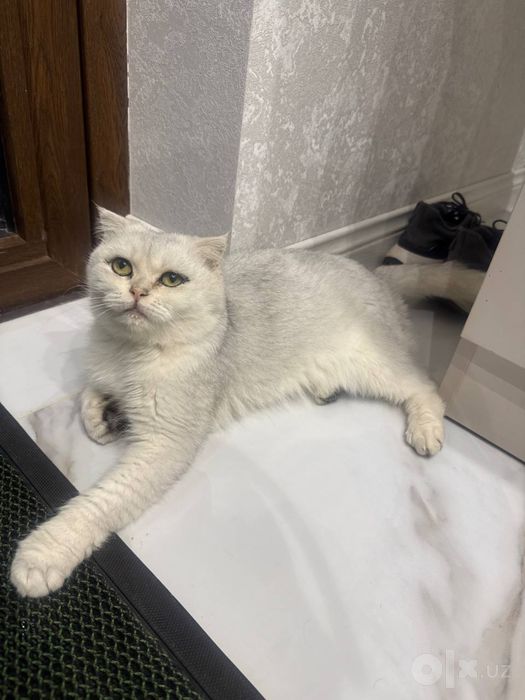 Отдам в добрые руки кошечка