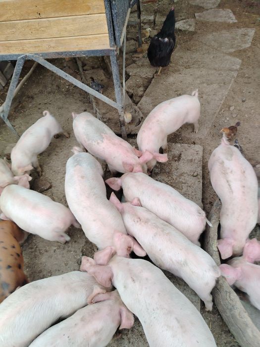 Малки бели прасета