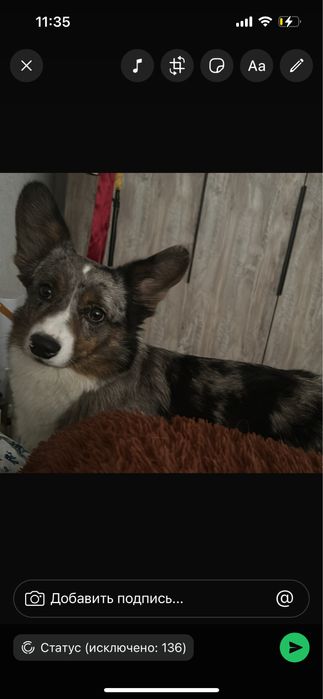 Мальчик для случки