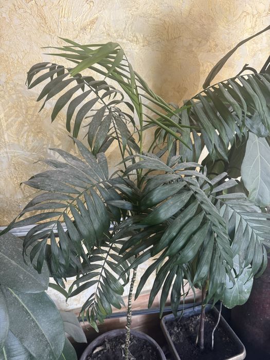 Домашние цветы