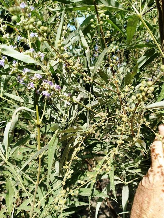 Тоғмурч дарахти кучатлари - Саженцы горного  душистого перца