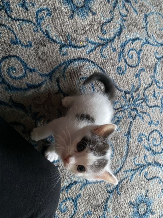 отдаю котят в добрые руки