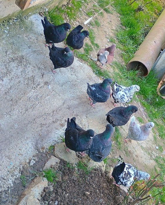 Porumbei King si indieni