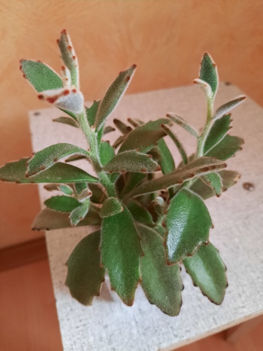 Кактусы и суккуленты.