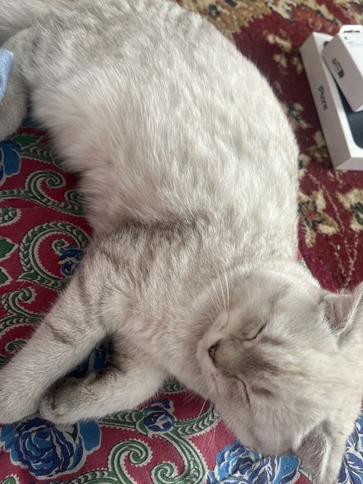 Шотландская кошка сатылады!!
