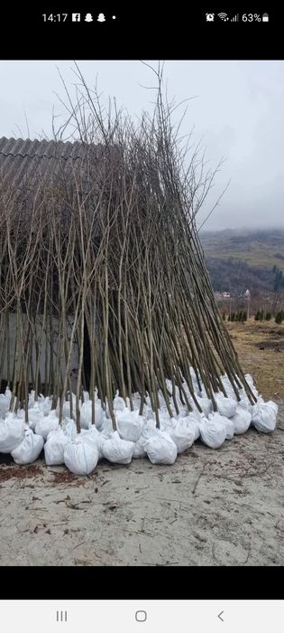 Platan / Mesteacăn/ Catalpa