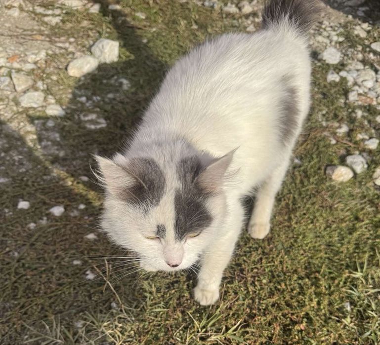 Пухена бездомна женска котка търси дом