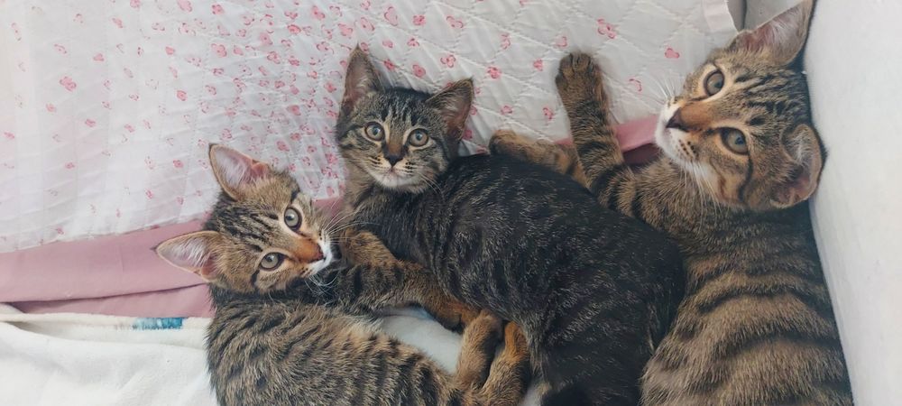 Отдаём в добрые руки домашних котят. Мальчики и девочка.