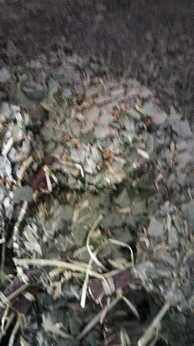 Веники и лечебные травы