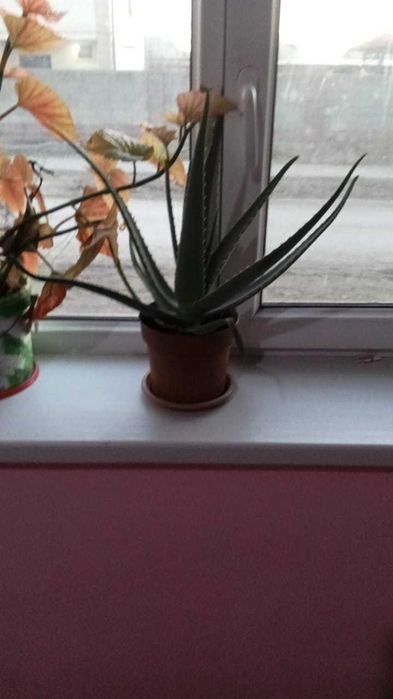 Алоэ гули сатылады бағасы келисемиз