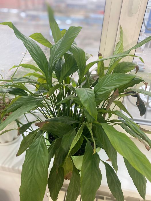 Комнатные цветы разные