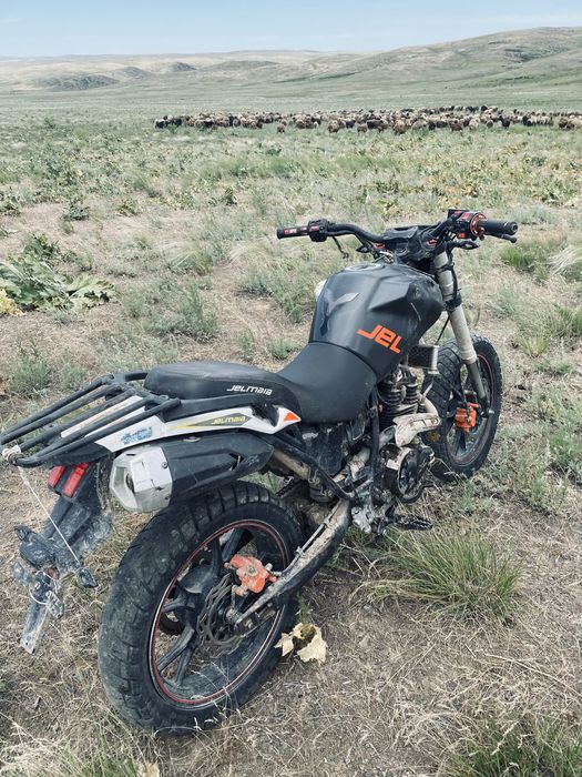 Желмая қара бұқа 300