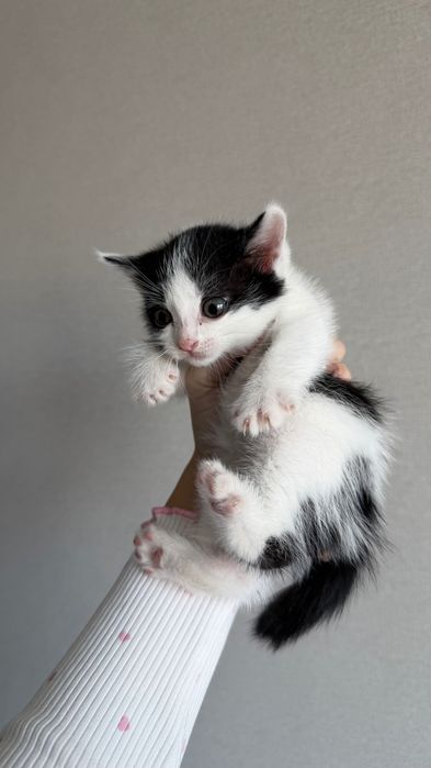Котята мальчики!