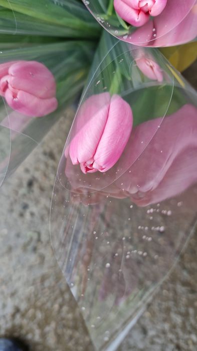 Тюльпаны Боралдай