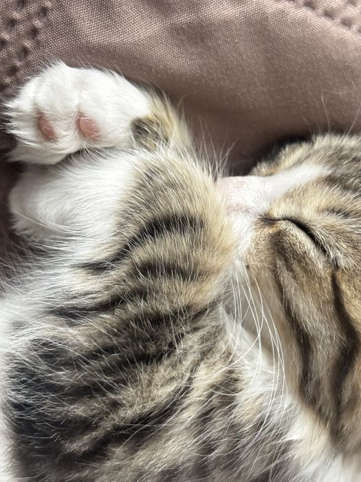 Котенок в добрые руки