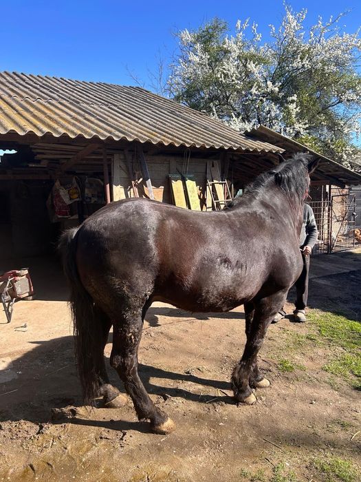 Armăsar semi-greu, 11 ani, îngrijit si vaccinat