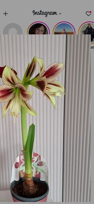 Папилио, Папилио